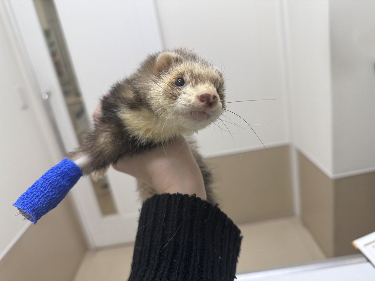 ゆめぴりか tweet media