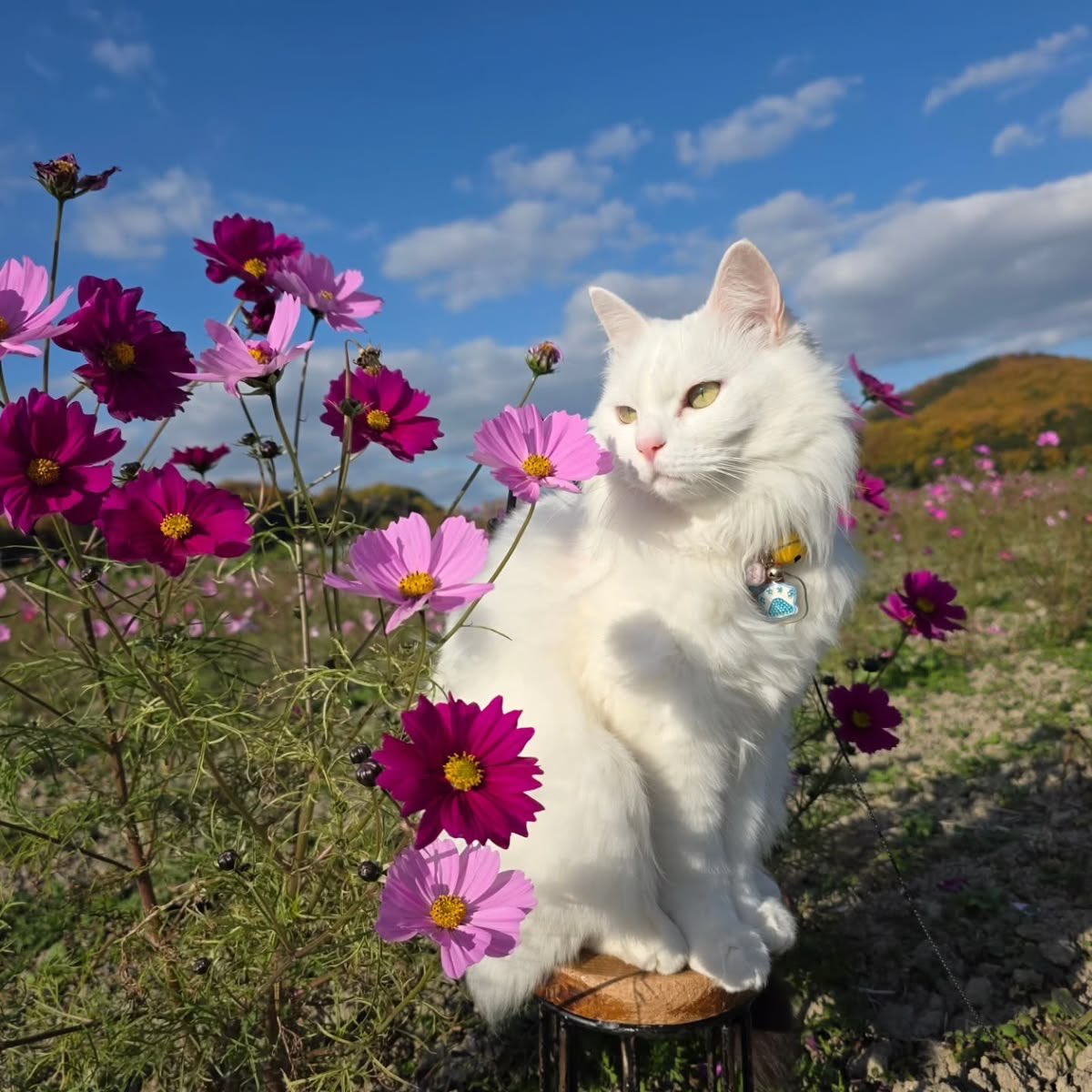 Purely Green tweet media