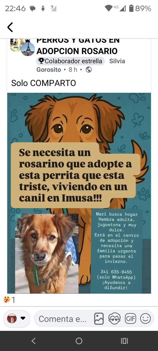 MIS AMIGOS DE 4 PATAS :) tweet media