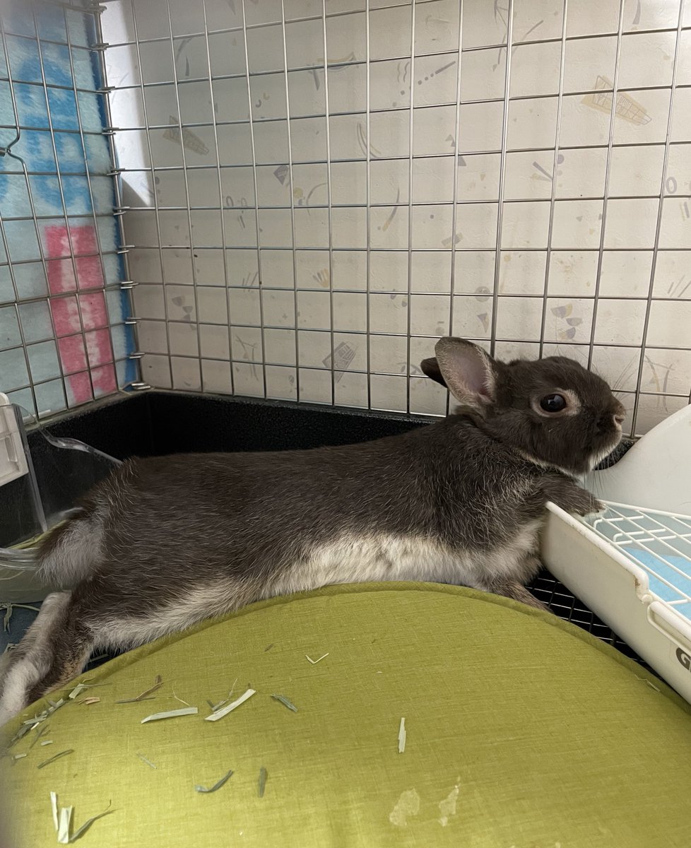 ほほえみり tweet media