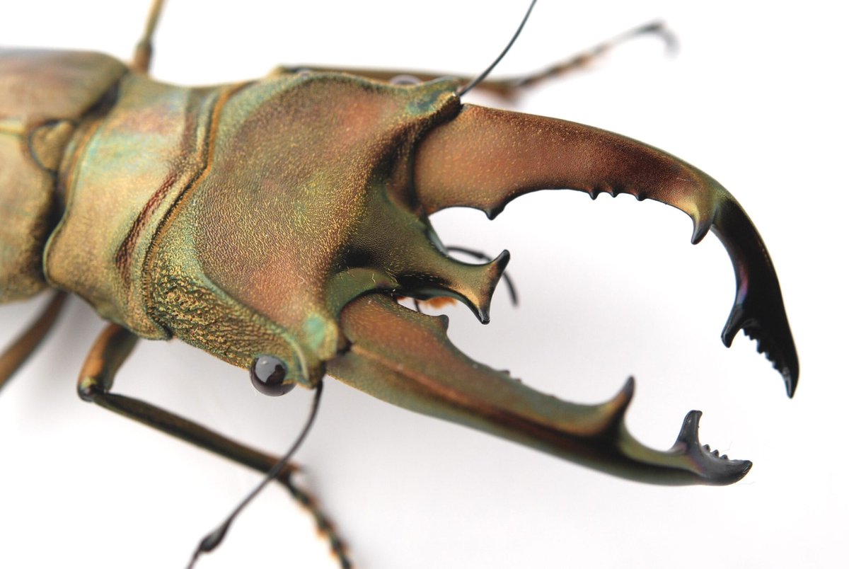 セルヴォラン tweet media