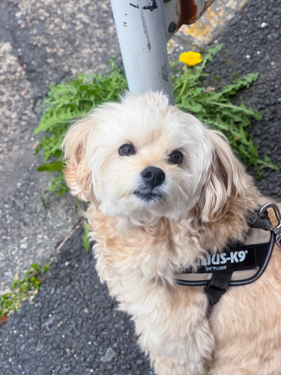 inu_beer tweet media