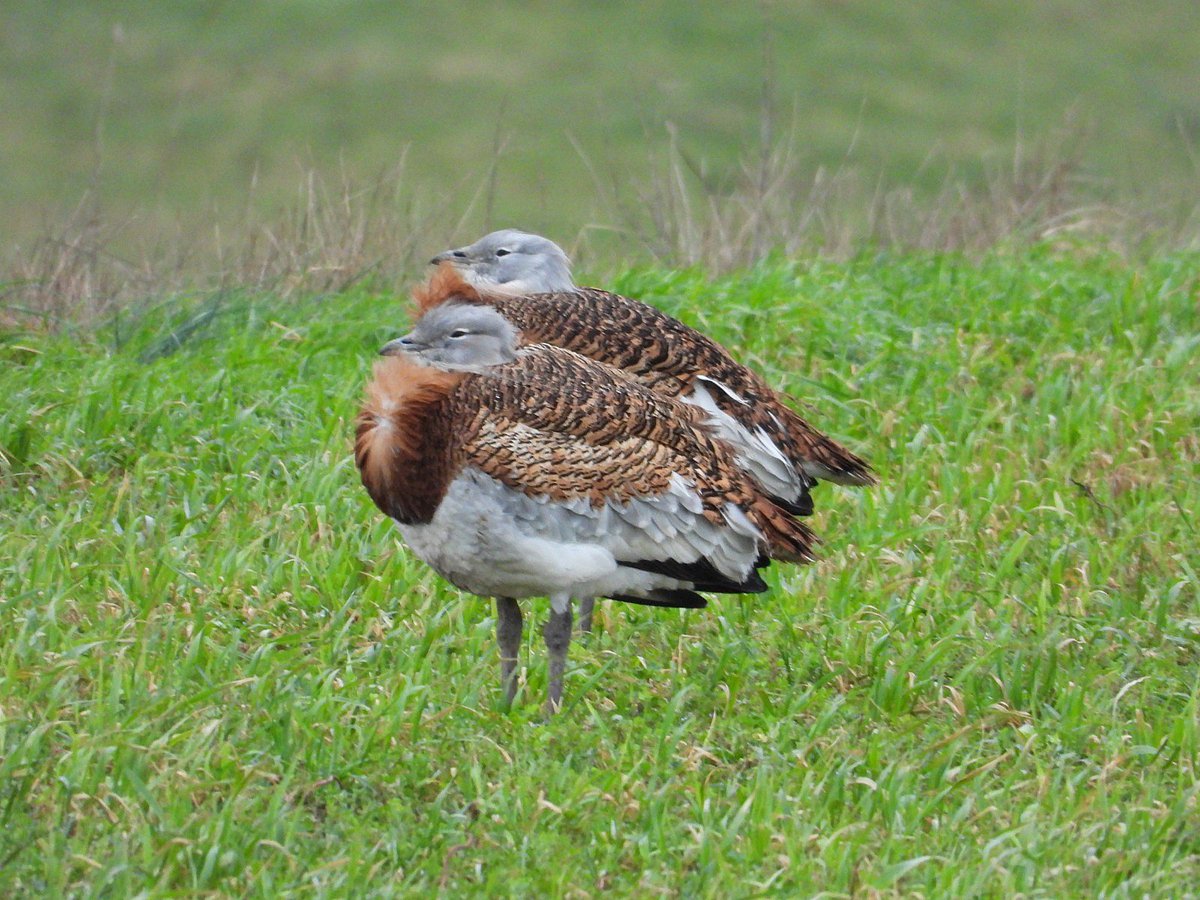 Great Bustard Group tweet media