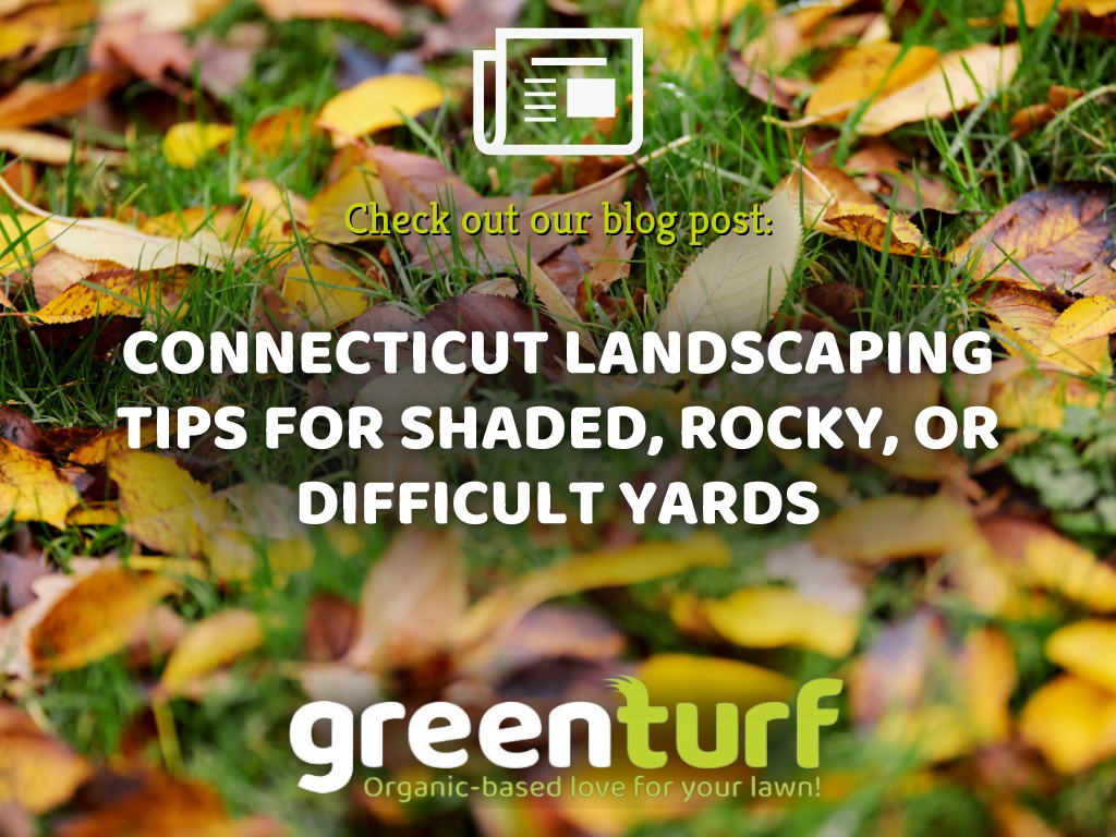 GreenTurfCT's tweet photo. Struggling with a shaded, rocky, or tricky yard? 🌲🪨 Connecticut landscapes need smart solutions, not just more seed. Learn how to work with shade, rocky soil, slopes, and drainage to create functional, low-maintenance spaces that thrive. #ConnecticutLandscaping #GreenTurf https://t.co/bL2dKfF8fv