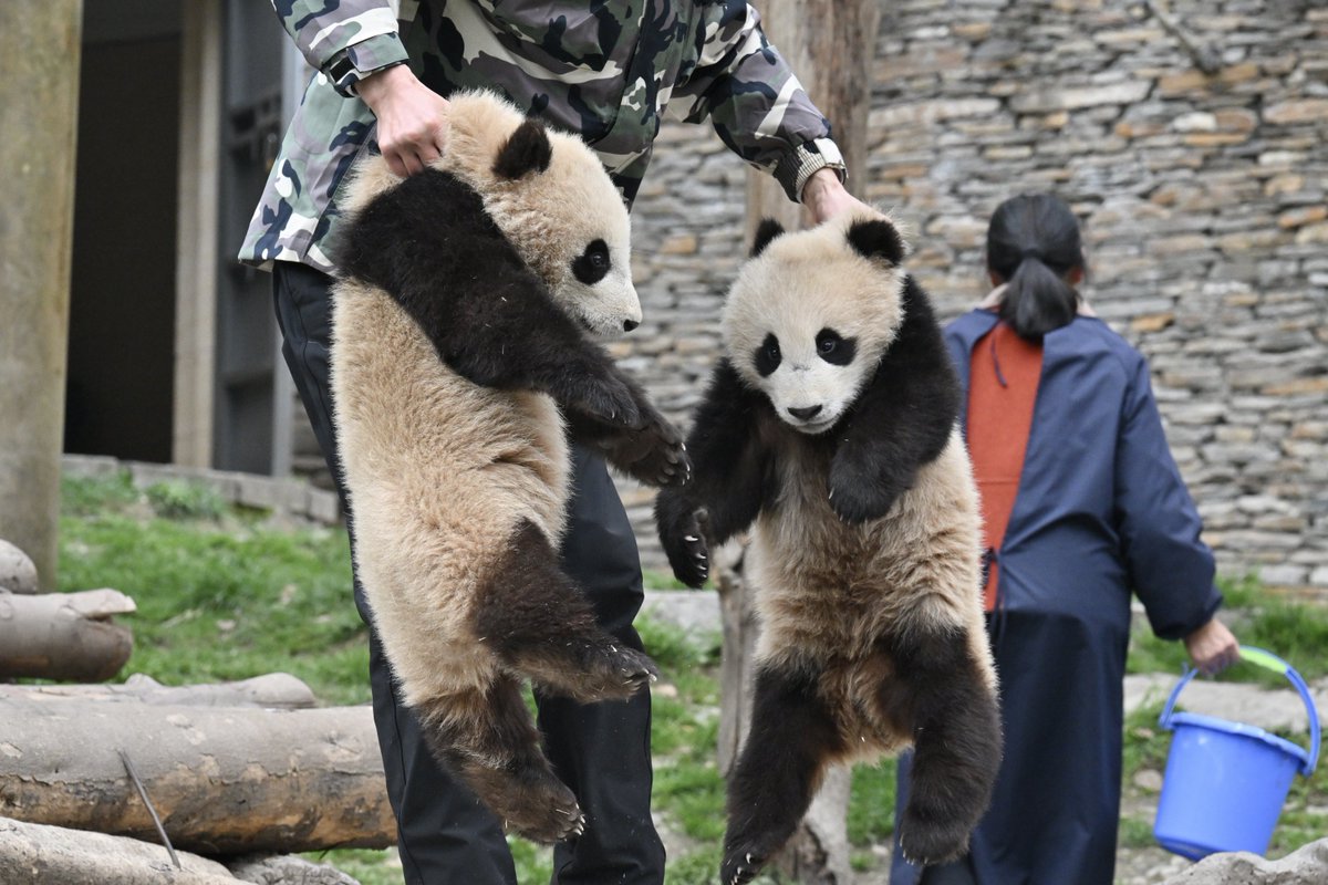 なおぱんだ tweet media