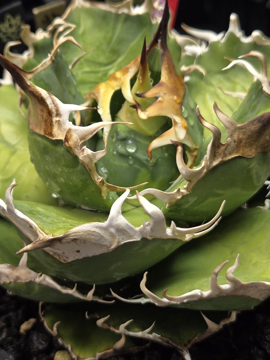 おそろい / 平成一桁ガチ園芸 tweet media