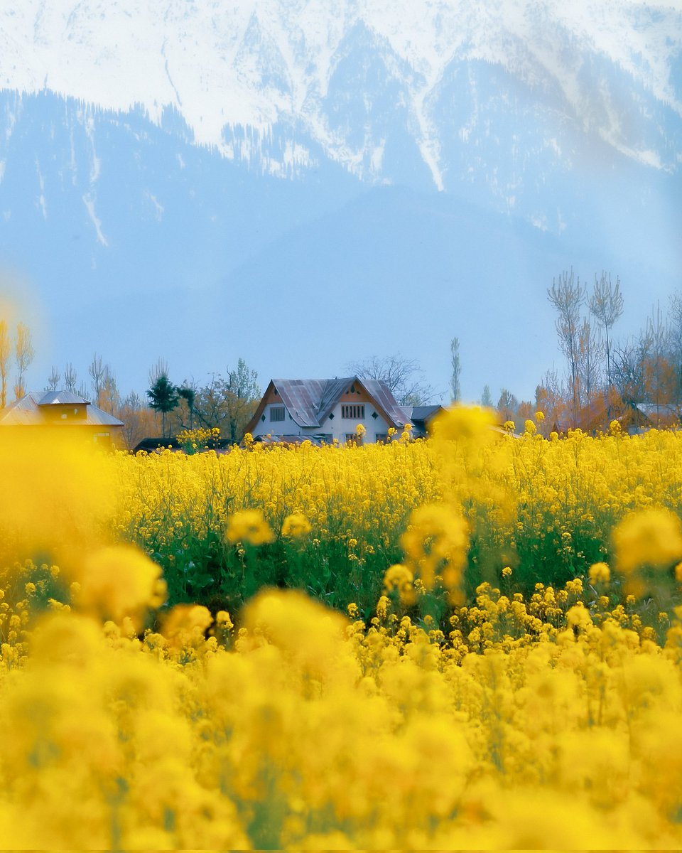 Mir Auqib tweet media