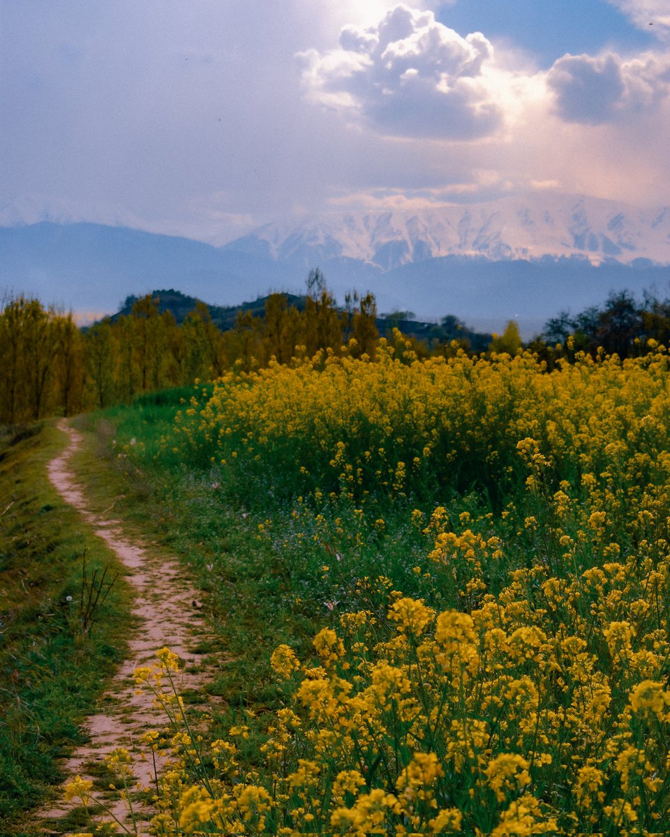 Mir Auqib tweet media