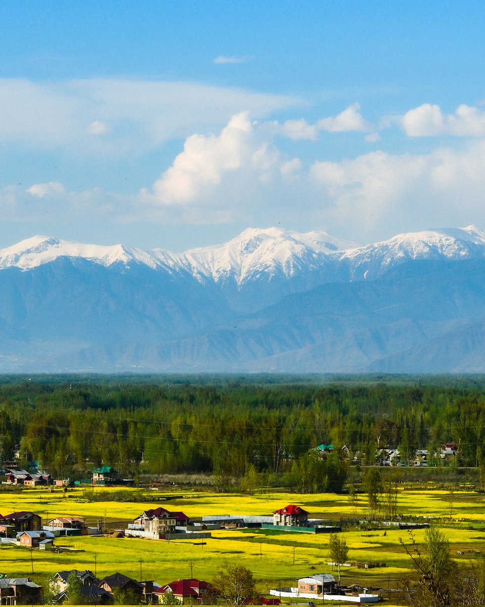 Mir Auqib tweet media