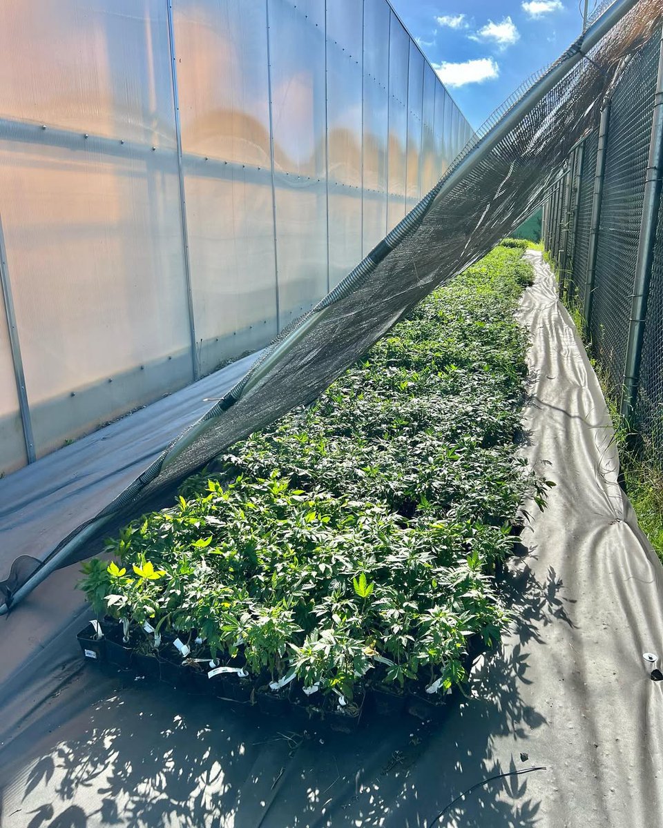 Jasontree15's tweet photo. Is too late in season for a sungrown Hash Field? We gonna risk it for the biscuit! Letting these 2000 girls acclimate to the sun (since they coming from inside under low light) for a few days before we transplant and spread these out in our Sungrown field. 
#420forlife https://t.co/IdOytSeAAM