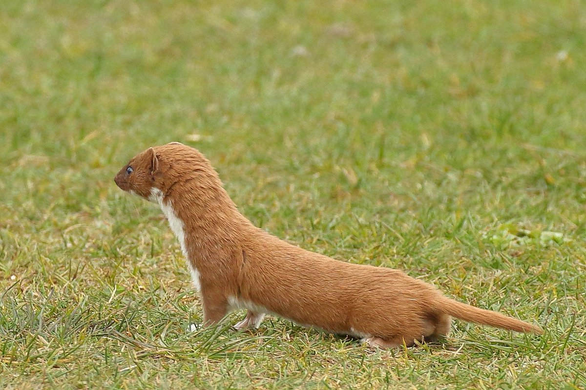 davyfullerton. tweet media