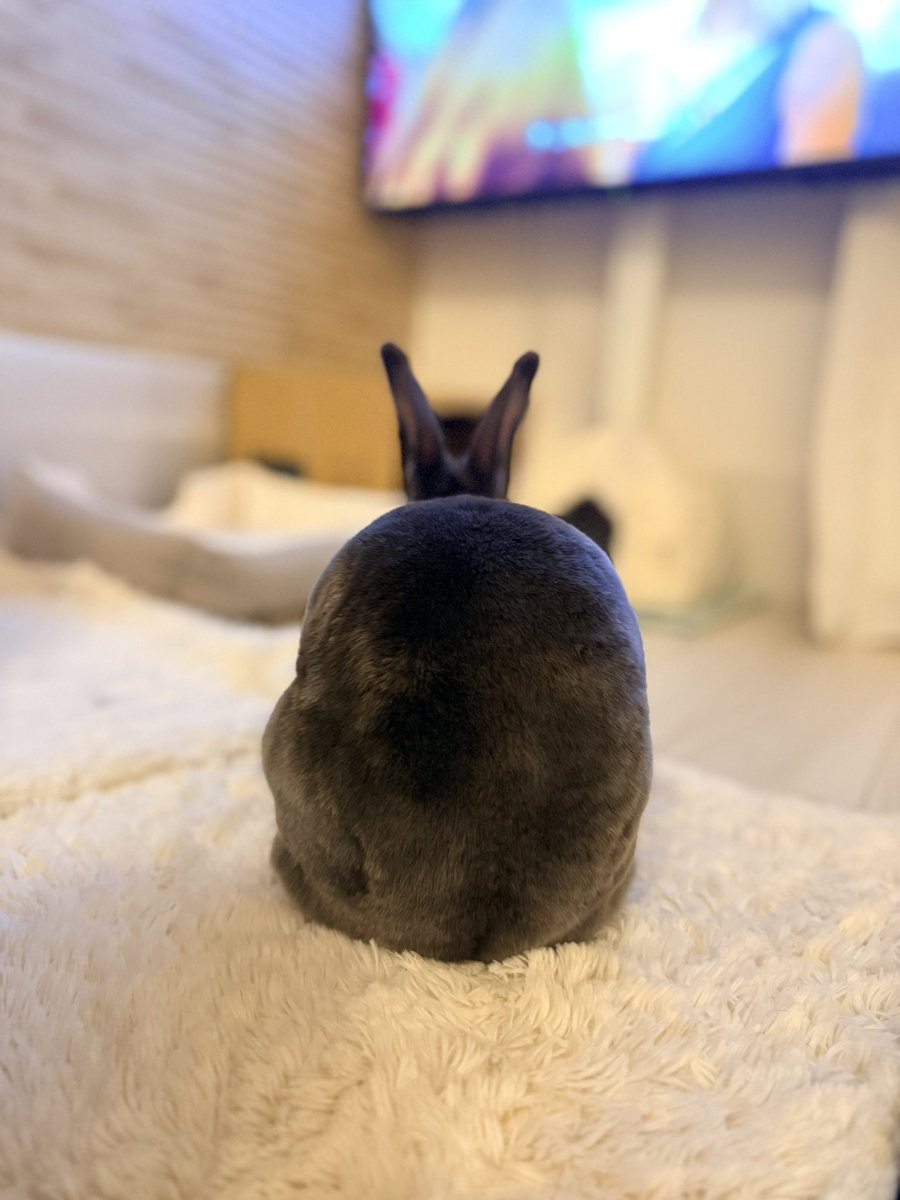 2時間なでなでさせてもらった🐰レッキスのﾂﾔﾂﾔ毛並み🤤🐇⸒⸒
今日ははやく寝ようかな😴