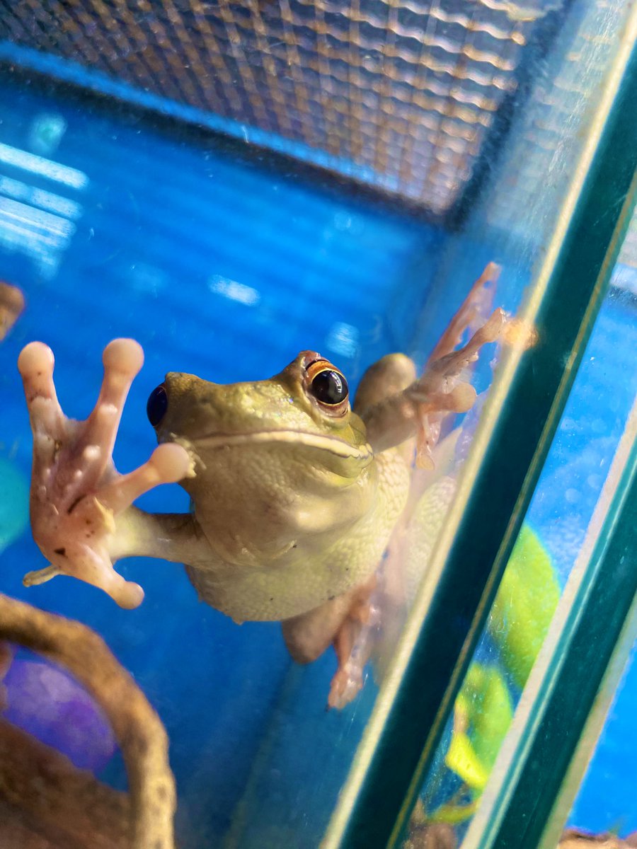 内藤 御子 𝙈𝙞𝙠𝙤 𝙉𝙖𝙞𝙩𝙤 tweet media