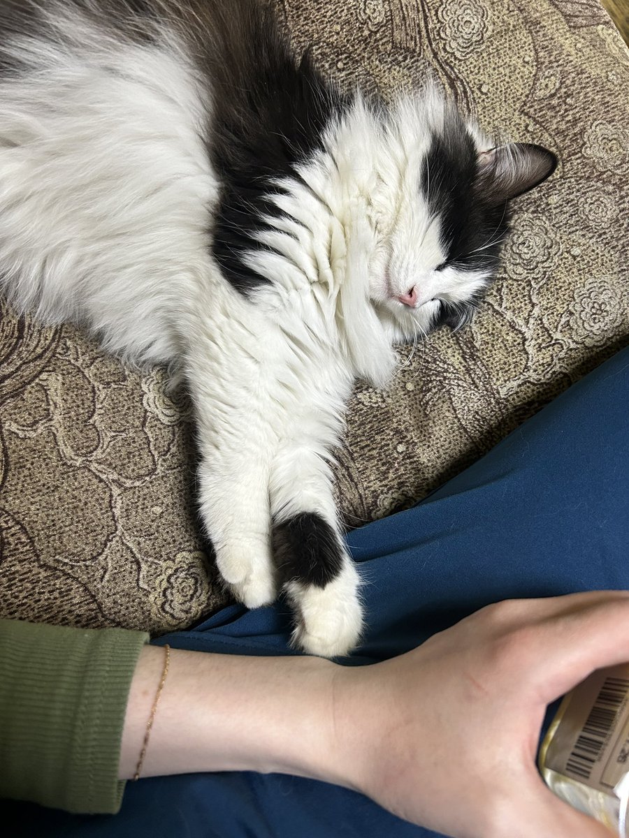 лепрекон татарский tweet media