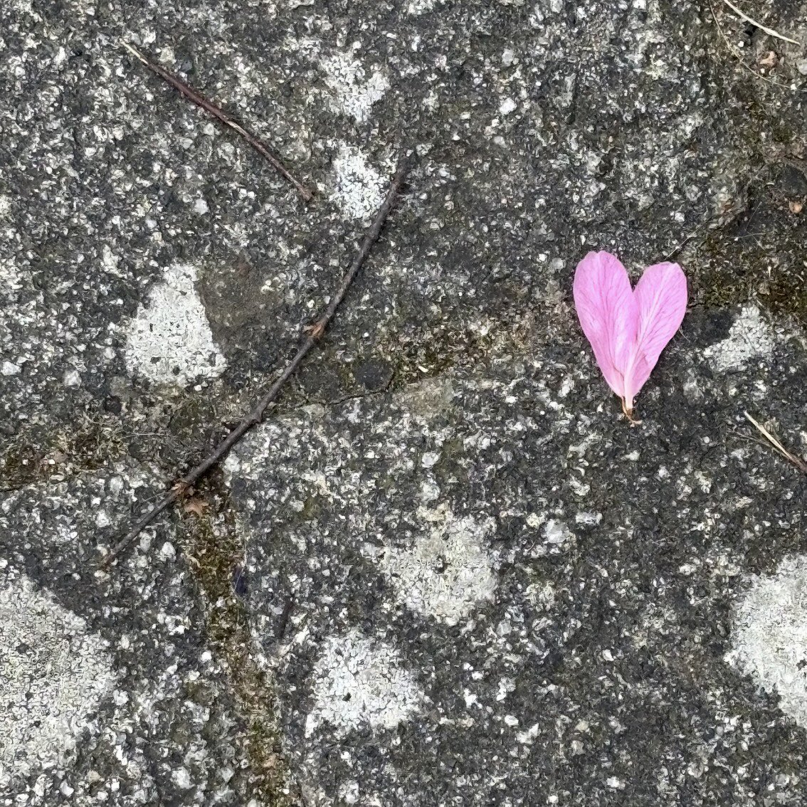 Seraphina 💫 tweet media