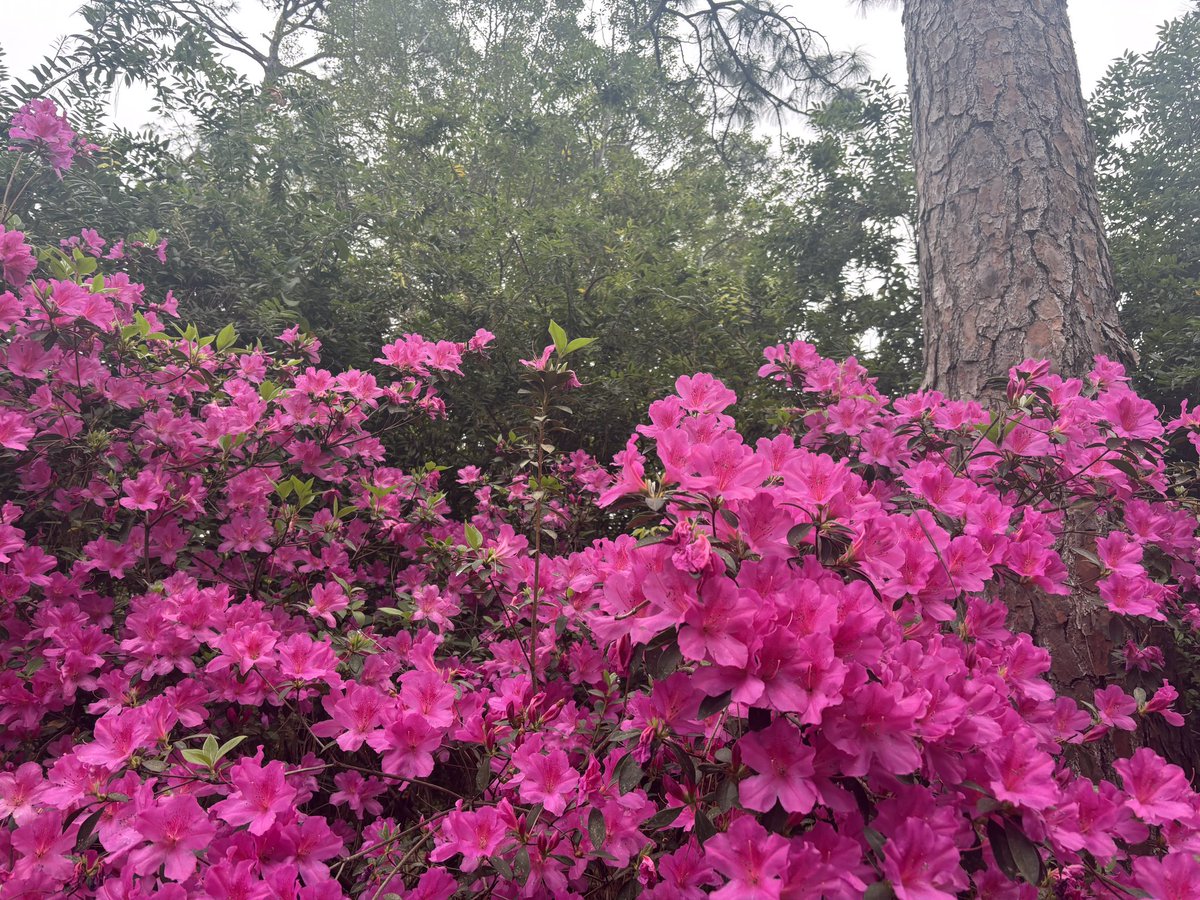 moshrou's tweet image. There’s a lot of flowers on campus and they’re really pretty #fuck #alone #death #die #punk