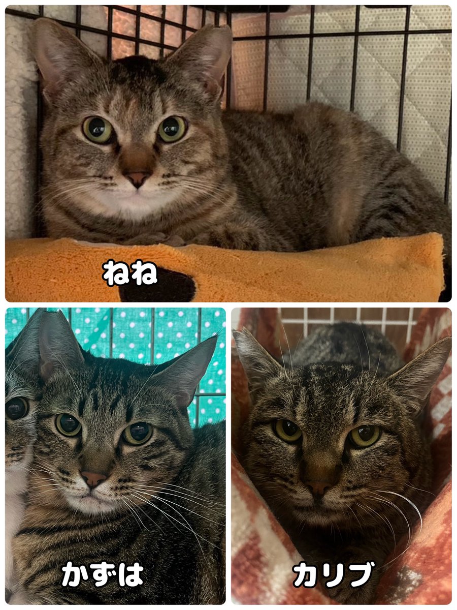 茂庭台にゃんこ〜おうち見つけ隊〜@3/29(日)保護猫譲渡会 tweet media