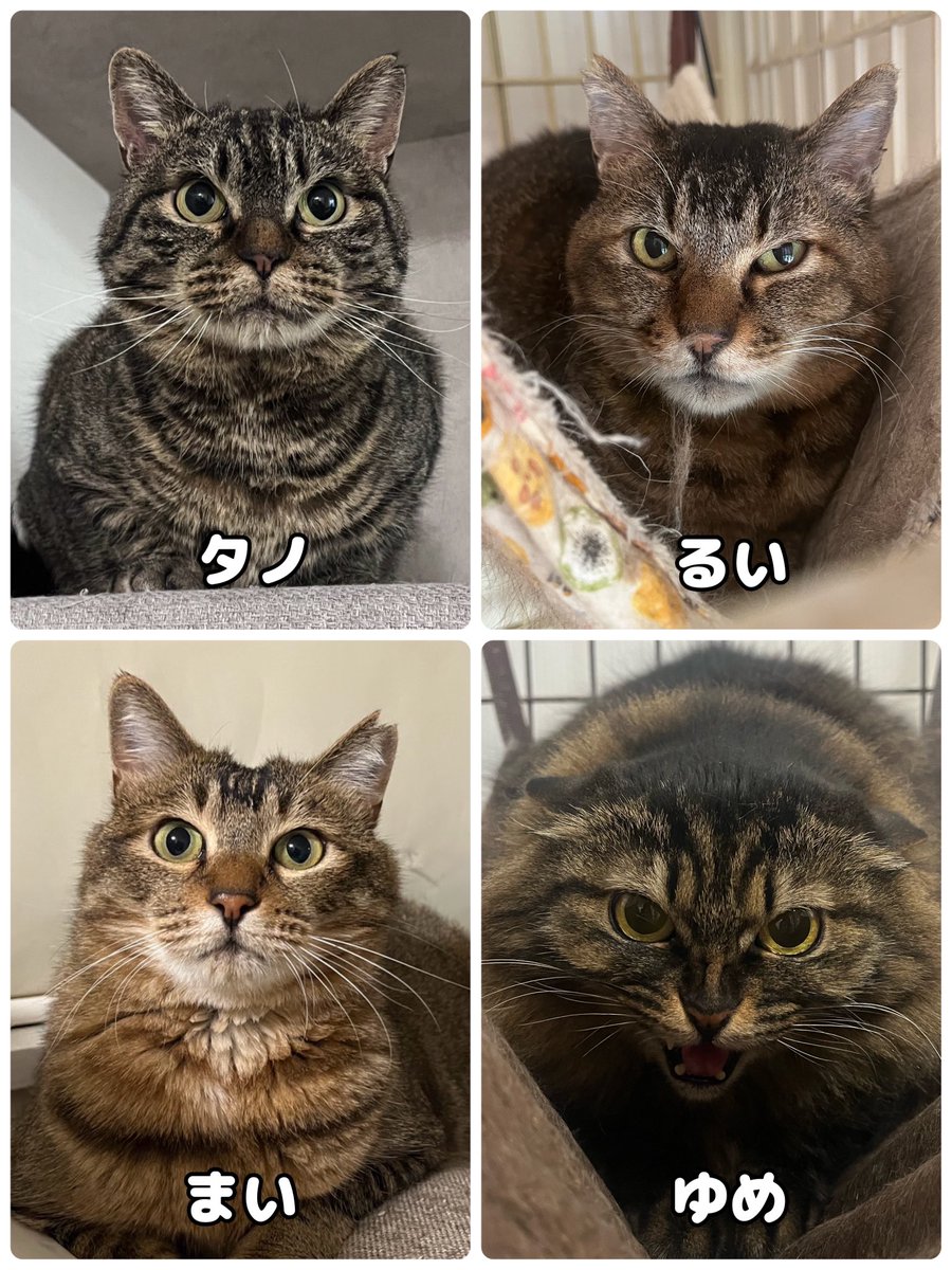 茂庭台にゃんこ〜おうち見つけ隊〜@3/29(日)保護猫譲渡会 tweet media