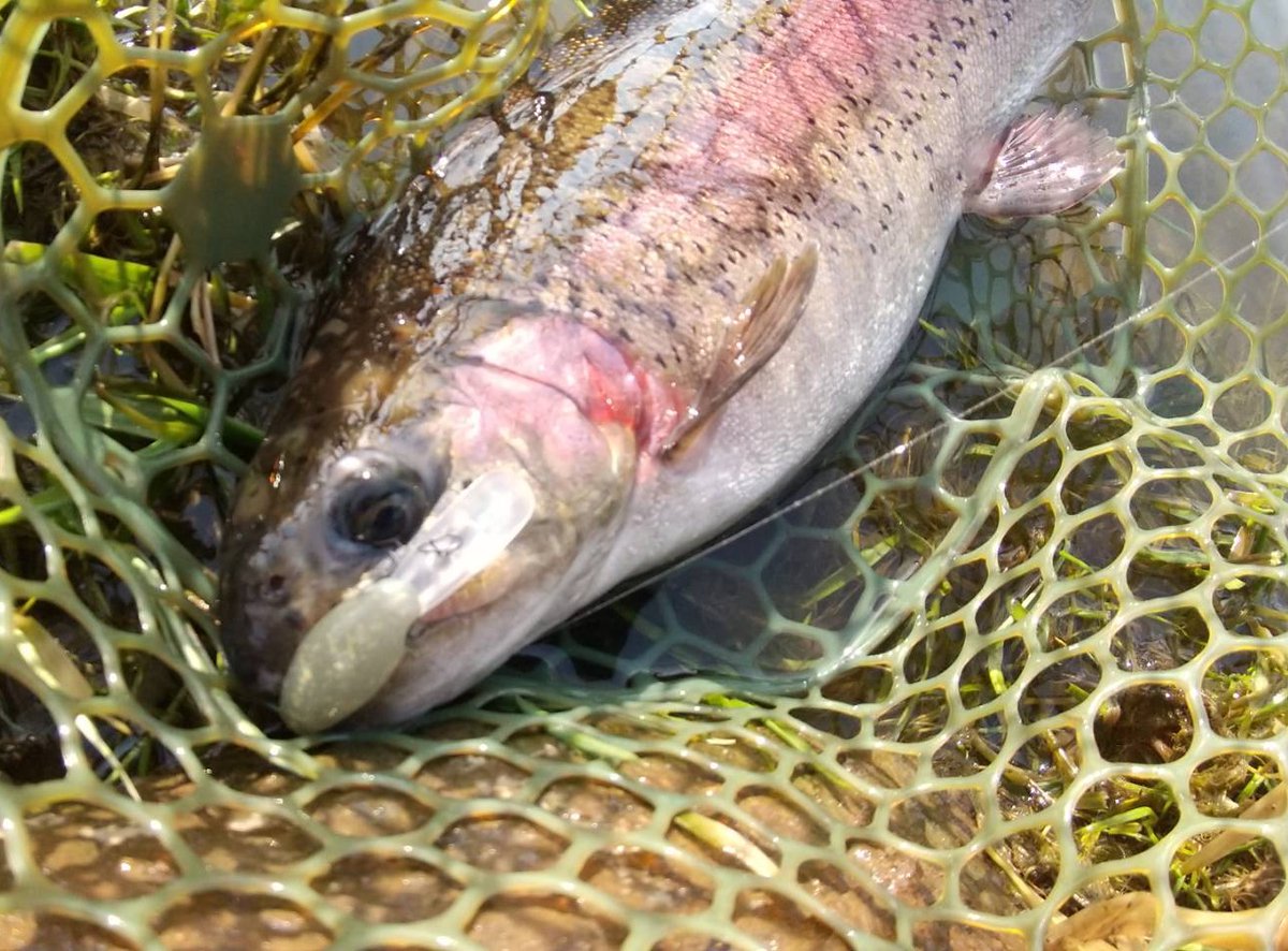 くらえい tweet media