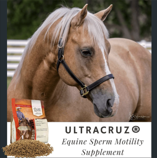 My stallion has been on the 𝙐𝙡𝙩𝙧𝙖𝘾𝙧𝙪𝙯® 𝙀𝙦𝙪𝙞𝙣𝙚 𝙎𝙥𝙚𝙧𝙢 𝙈𝙤𝙩𝙞𝙡𝙞𝙩𝙮 𝙎𝙪𝙥𝙥𝙡𝙚𝙢𝙚𝙣𝙩 for 2 weeks and we really feel that it is worth it! -Rachelle

#PoweredByUltraCruz
#UltraCruz
#ChoiceofChampions
#SantaCruzAnimalHealth