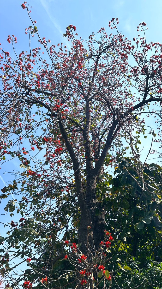 Zindagi dhoop tum Ghana Saaya…