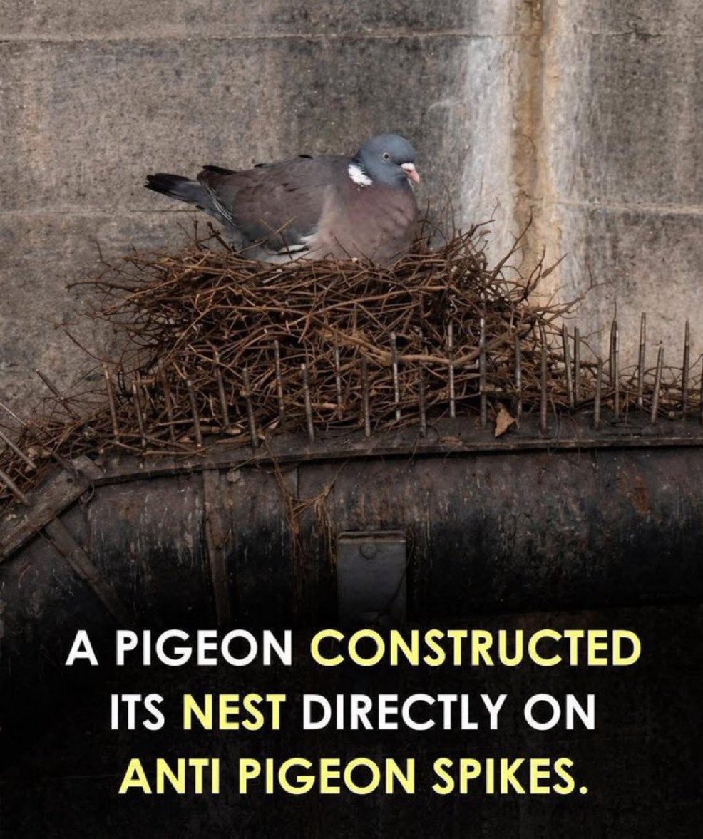 mount bellyache tweet media