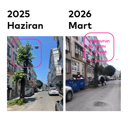 mugini's tweet photo. Üsküdar’ın Çiçekçi-Salacak semtinde 70-80 yaşlarında bir ıhlamur ağacı. Çok bilmişlik, bencillik ve işgüzarlık arasında direniyor. Çok bilmişlik balkondan eğilmiş diyor ki binamın temeline zarar veriyor, gelin budayın hatta kesin. Bencillik diyor ki manzaramı kapatıyor, arabamı park edemiyorum kesin. Kediler çişiyor altındaki toprağı asfaltlayın, arabama yaprak düşüyor kirleniyor (!) diyen, cimer’e yazan bile var. İşgüzarlık da işte her yıl gelip harika bir budama yapıyor. İstanbul’daki pek çok ağacın hikayesi işte bu kadar bireysel taleplerle belirleniyor. Bazen "nereye baksak adaletsizlik var, bir ağacı mı dert ediyorsun" diyen de oluyor, olur. Peki bu haldeyken korumanın bir yolu "tasarlayarak özen göstermek" olabilir mi? umarım. “ara sokak ağaçlarını kurtarma ve tasarım fonu” oluşturulursa başvuru yapmak istediğim bir sürü ağacım var ✩ değil yapay zekaya görsel ürettirmek oturur kendimiz de çizeriz, bi umut. @uskudarbld
