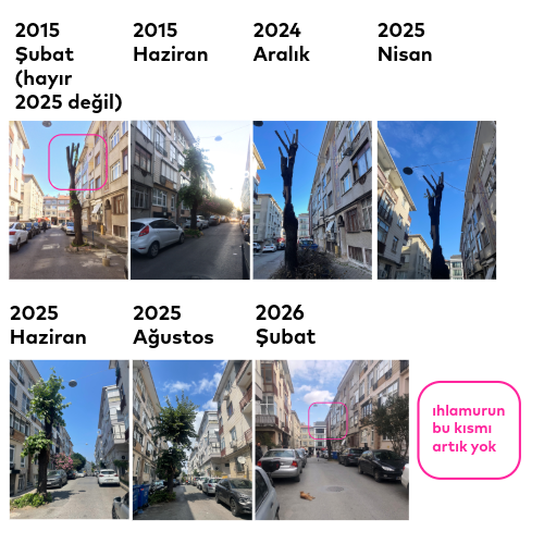 mugini's tweet photo. Üsküdar’ın Çiçekçi-Salacak semtinde 70-80 yaşlarında bir ıhlamur ağacı. Çok bilmişlik, bencillik ve işgüzarlık arasında direniyor. Çok bilmişlik balkondan eğilmiş diyor ki binamın temeline zarar veriyor, gelin budayın hatta kesin. Bencillik diyor ki manzaramı kapatıyor, arabamı park edemiyorum kesin. Kediler çişiyor altındaki toprağı asfaltlayın, arabama yaprak düşüyor kirleniyor (!) diyen, cimer’e yazan bile var. İşgüzarlık da işte her yıl gelip harika bir budama yapıyor. İstanbul’daki pek çok ağacın hikayesi işte bu kadar bireysel taleplerle belirleniyor. Bazen "nereye baksak adaletsizlik var, bir ağacı mı dert ediyorsun" diyen de oluyor, olur. Peki bu haldeyken korumanın bir yolu "tasarlayarak özen göstermek" olabilir mi? umarım. “ara sokak ağaçlarını kurtarma ve tasarım fonu” oluşturulursa başvuru yapmak istediğim bir sürü ağacım var ✩ değil yapay zekaya görsel ürettirmek oturur kendimiz de çizeriz, bi umut. @uskudarbld