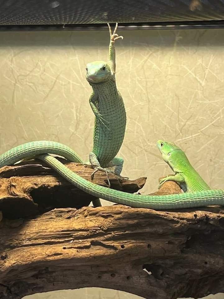 ๐แฅแฅแฅฒแฅ แตหกแต tweet media