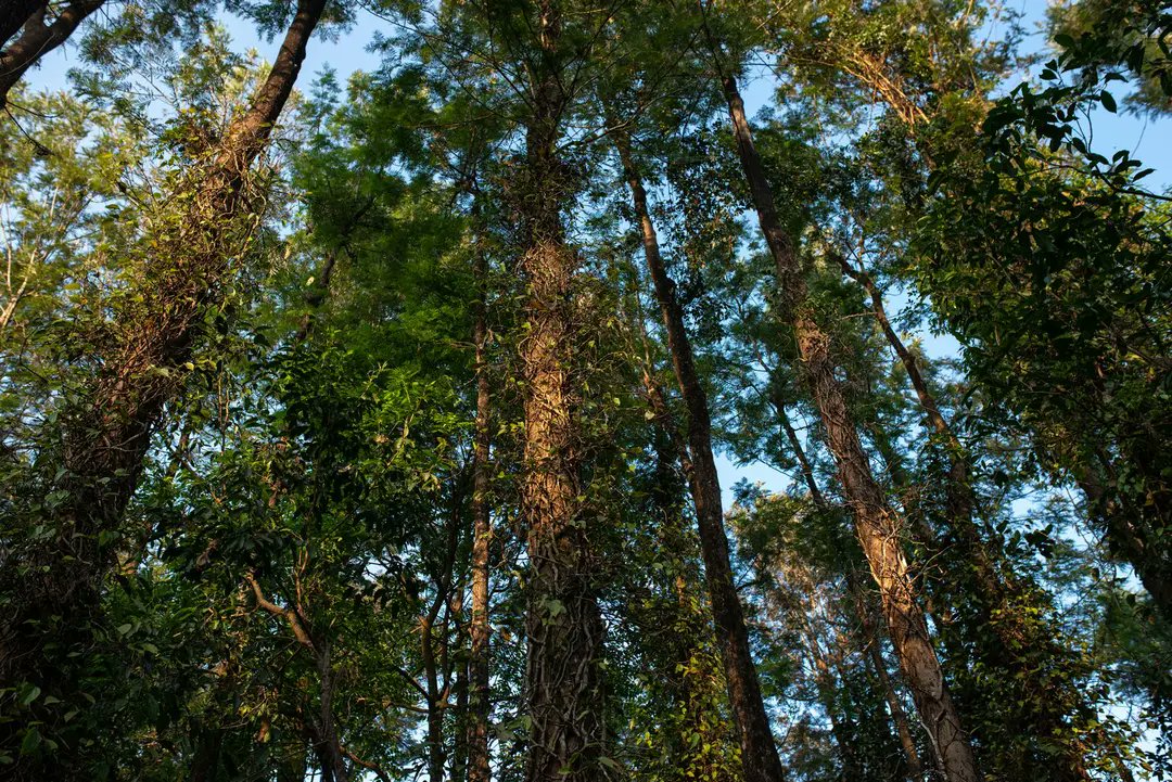 People's Archive of Rural India tweet media