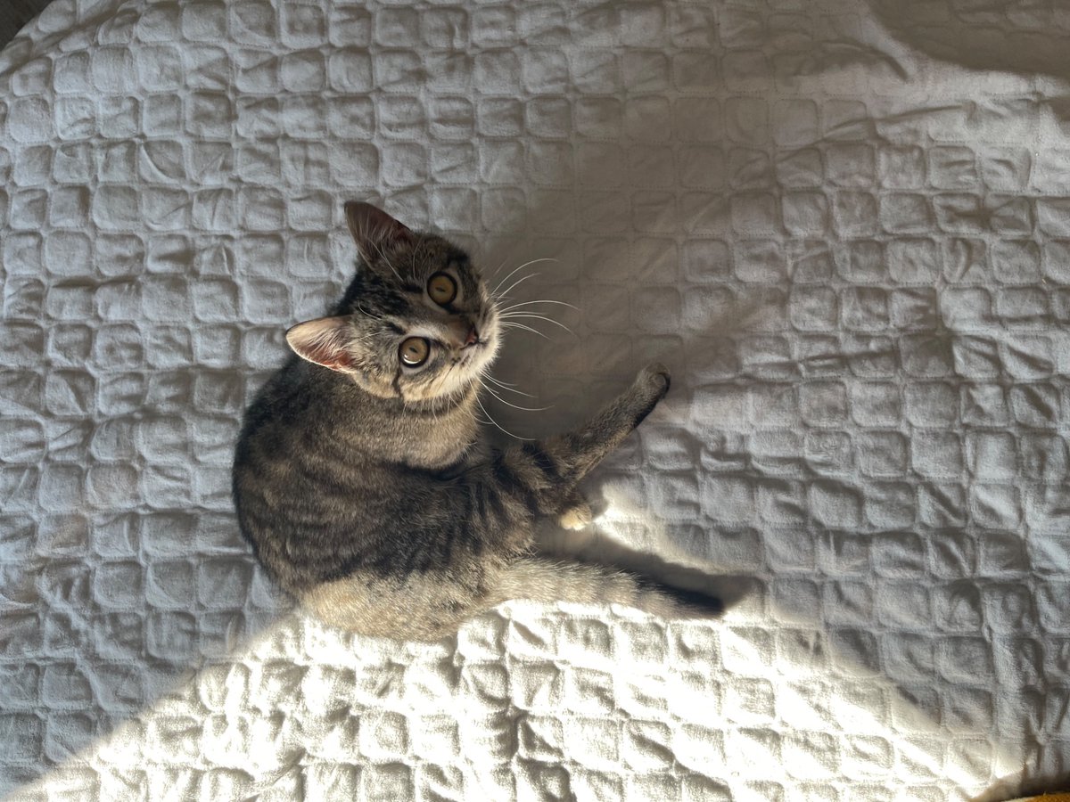 лівінгстон tweet media