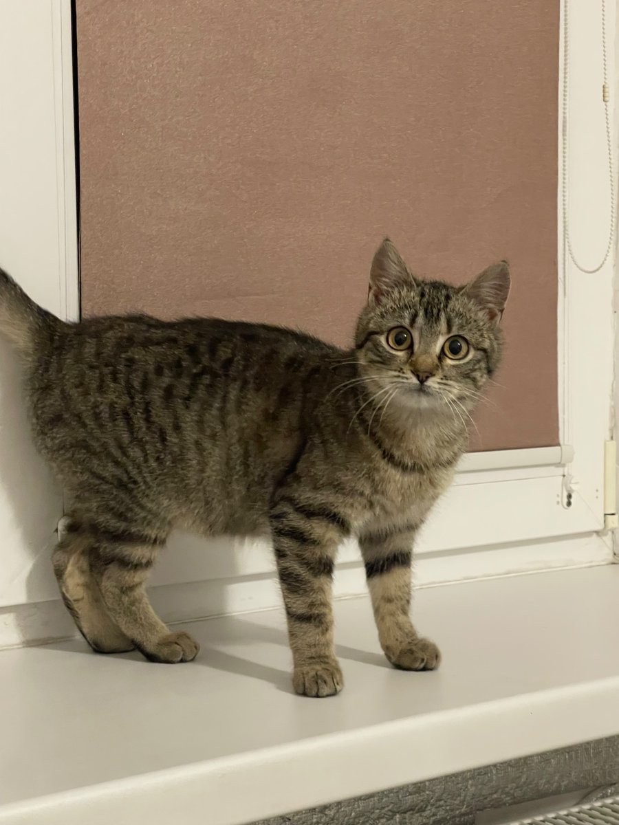 лівінгстон tweet media