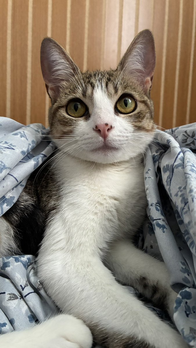 duda VIU A TAYLOR tweet media