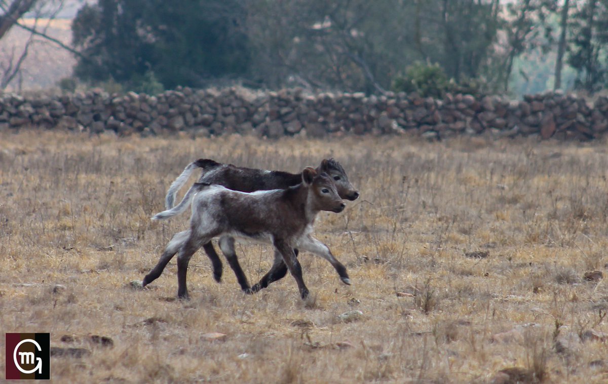 Ganadería El Batán tweet media