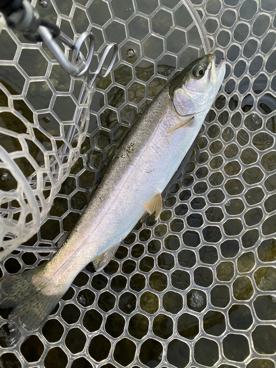 信州釣り大好き芸人 tweet media