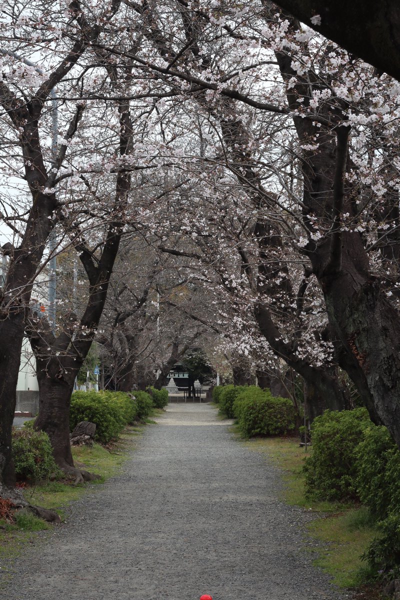 イノウエ タイジ tweet media