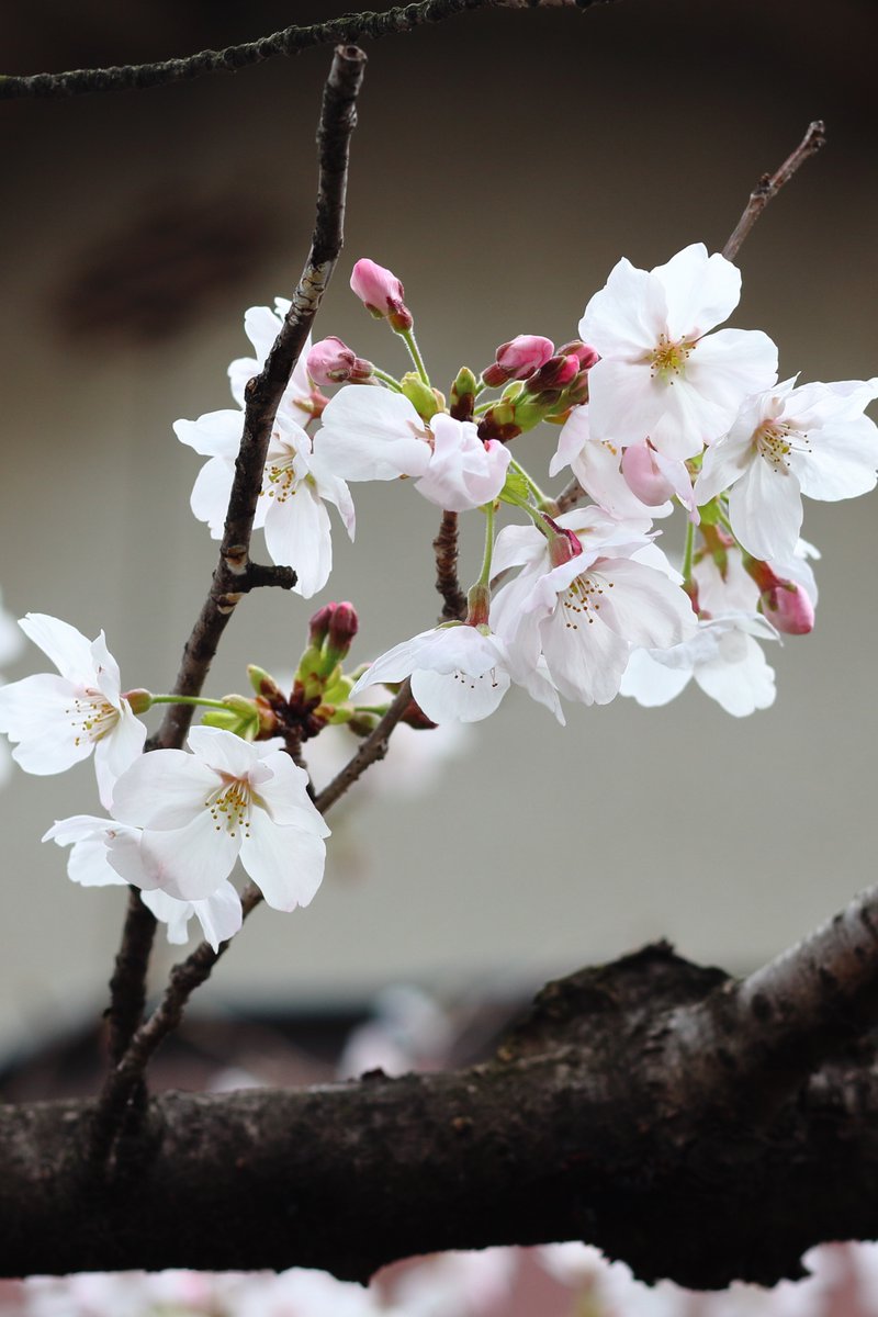 イノウエ タイジ tweet media