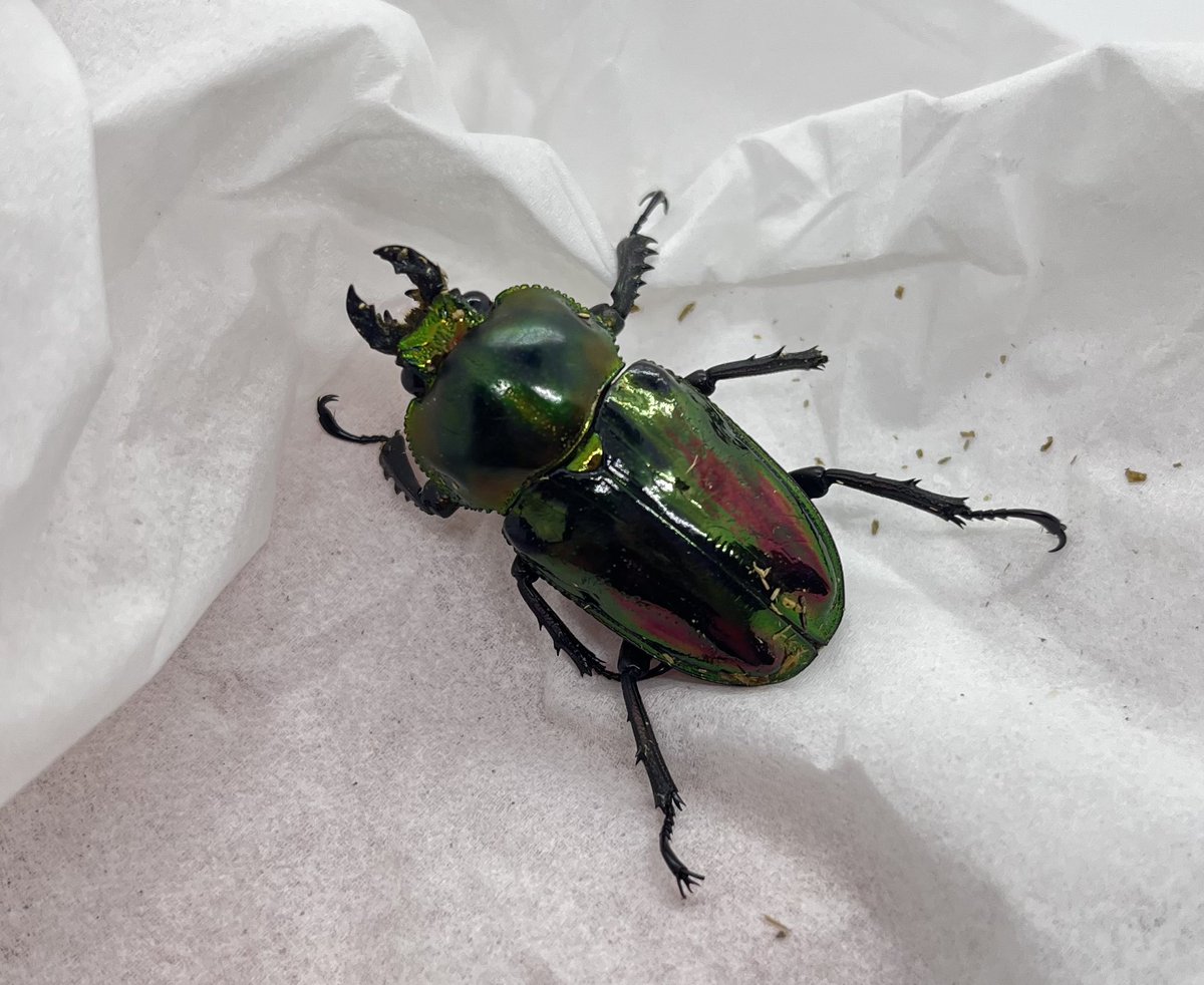 しまむら tweet media