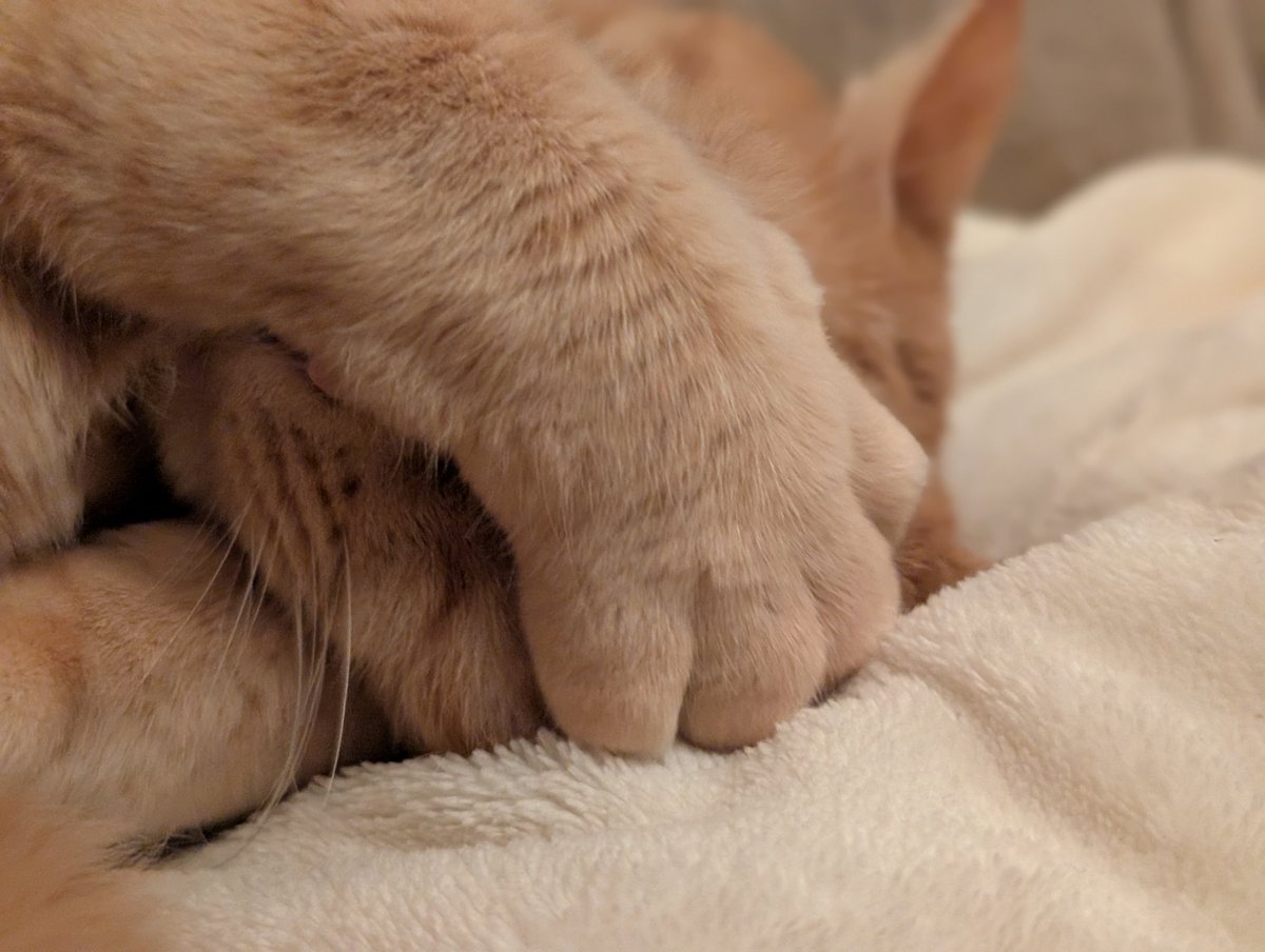 A N T I C // xoaa. tweet media