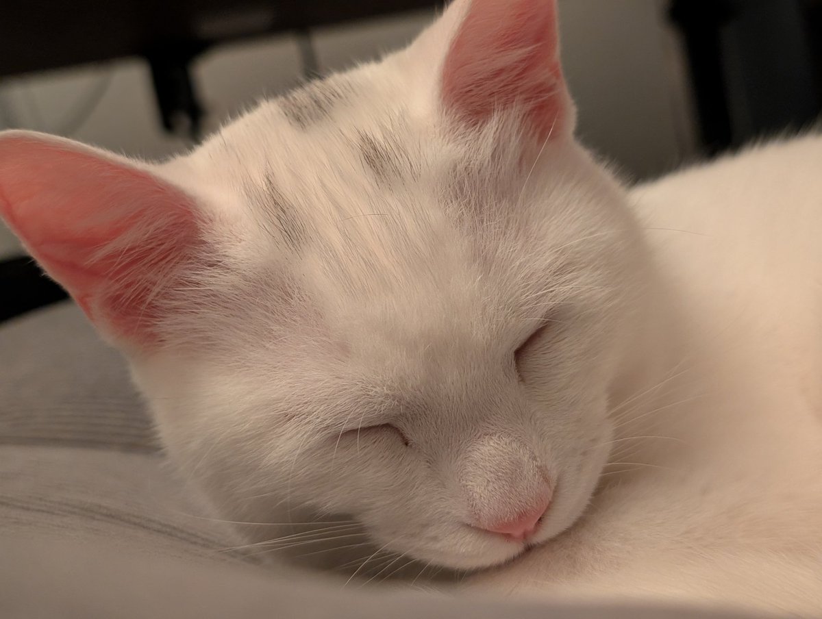 A N T I C // xoaa. tweet media