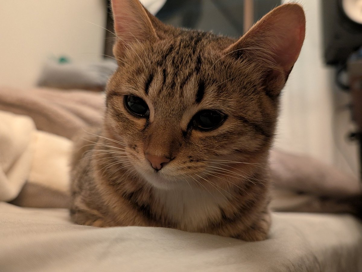 A N T I C // xoaa. tweet media