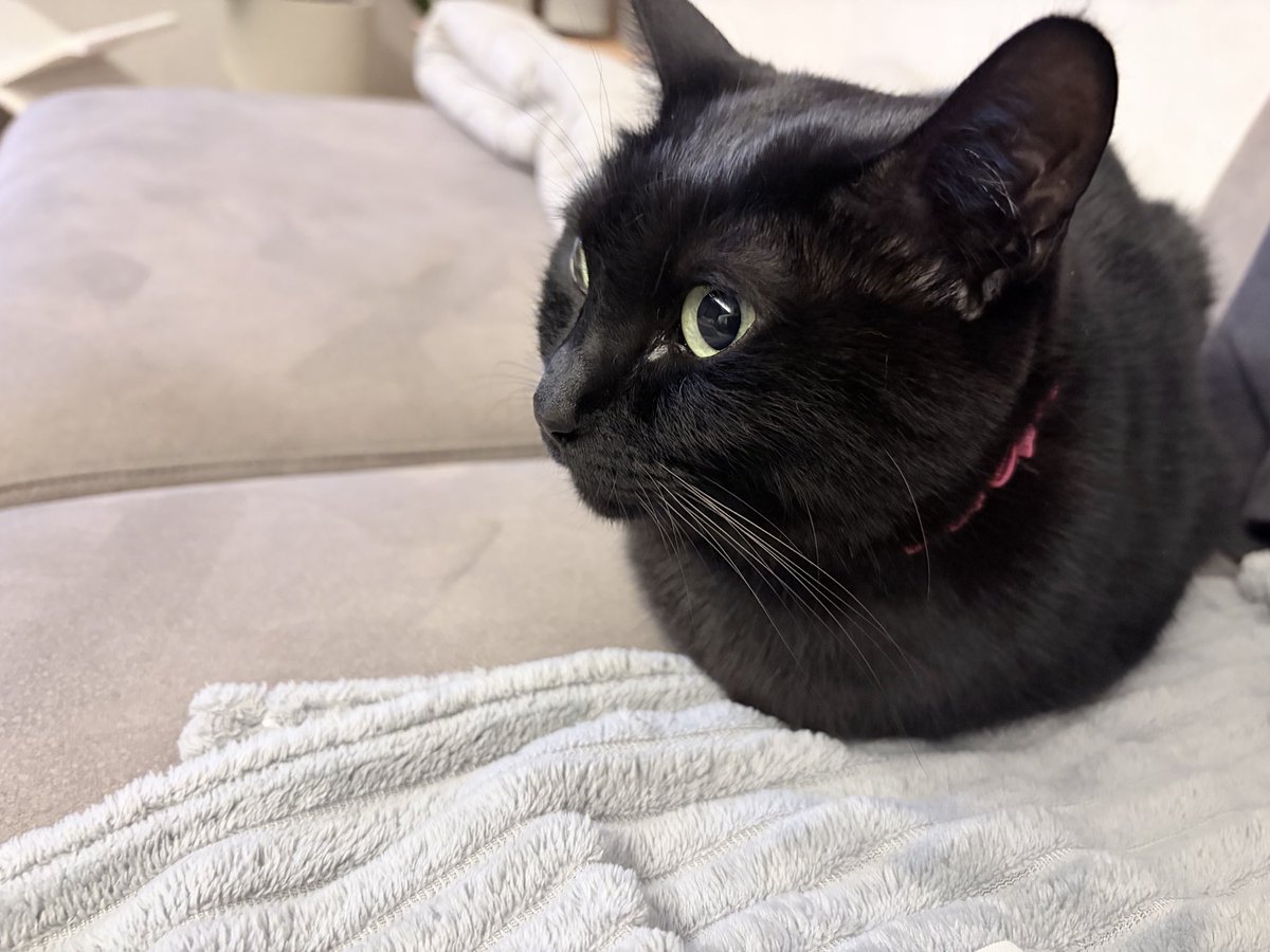 Tsutsuopee@クロエとネルと嫁の下僕 tweet media