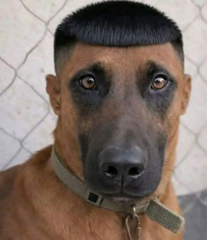 🅰️rcy Łobuz 🅿️olski 🇵🇱 , 🇳🇱 tweet media