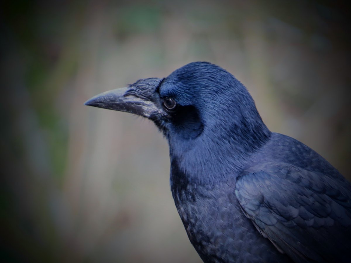 RGP 🇵🇱🏴󠁧󠁢󠁷󠁬󠁳󠁿 tweet media