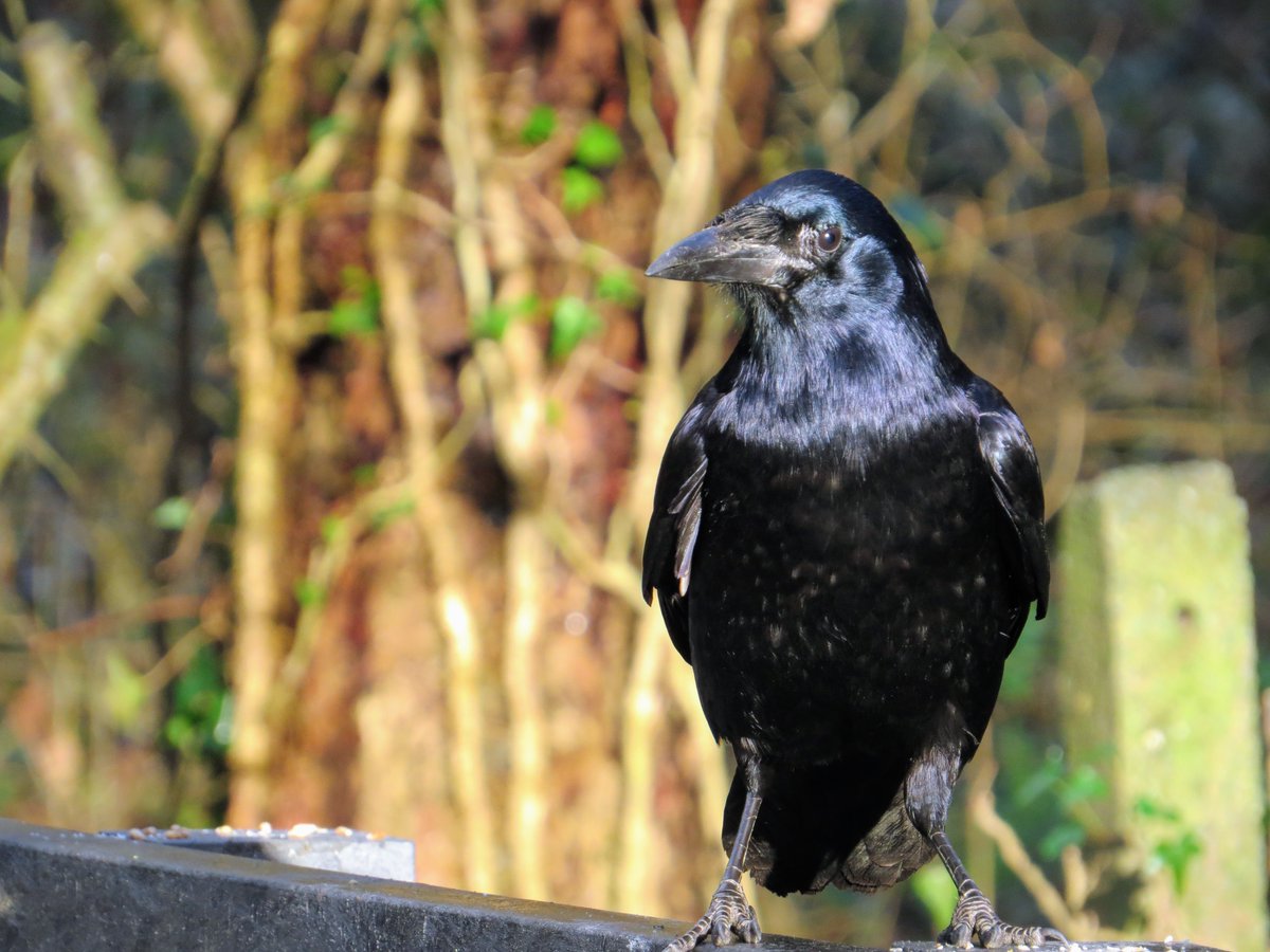 RGP 🇵🇱🏴󠁧󠁢󠁷󠁬󠁳󠁿 tweet media