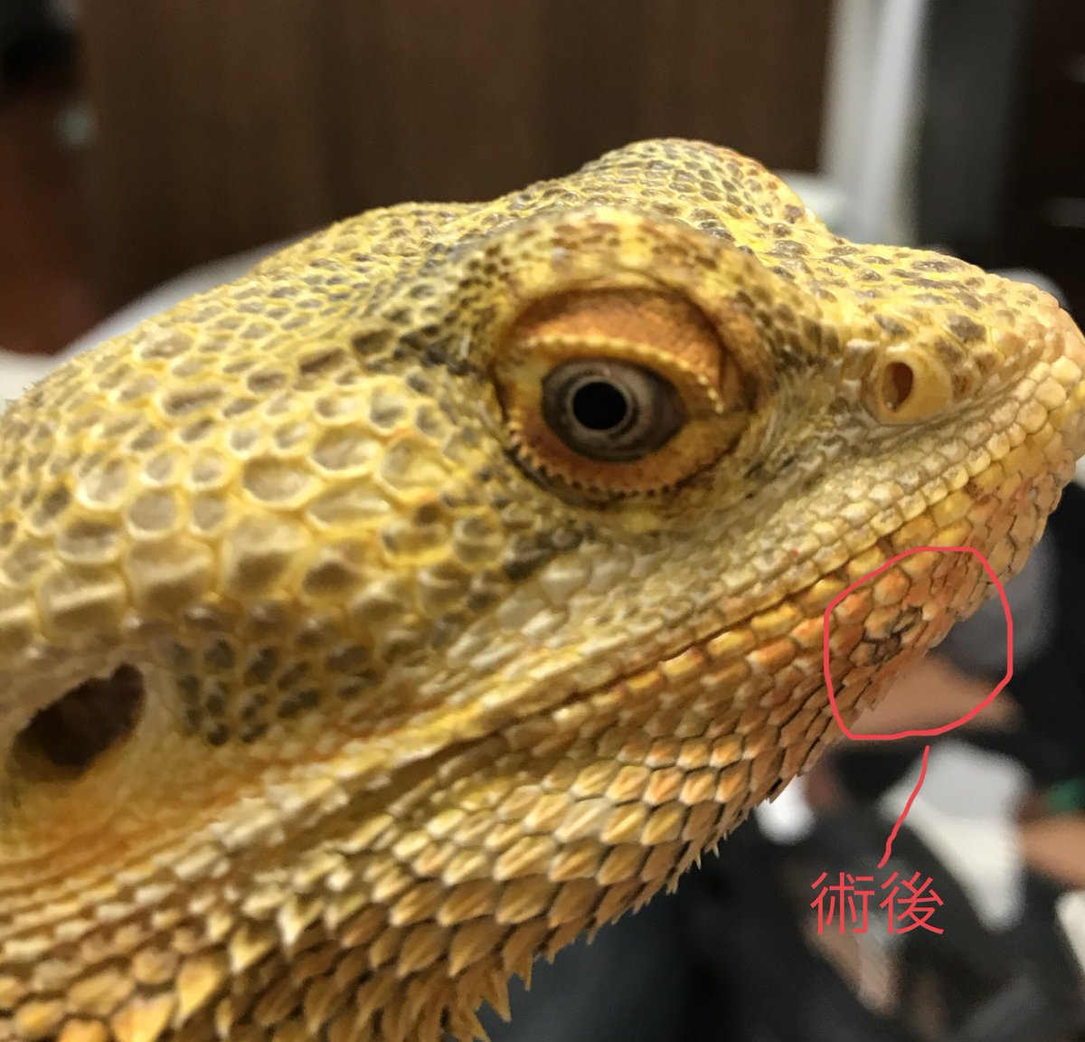 クマリンとフトアゴ達(とげいちご)フトアゴブリーダー tweet media