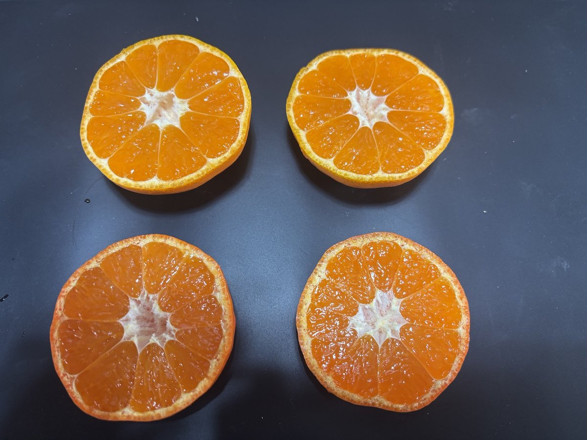 山本 善幸｜三重御浜町のみかん職人🍊 tweet media