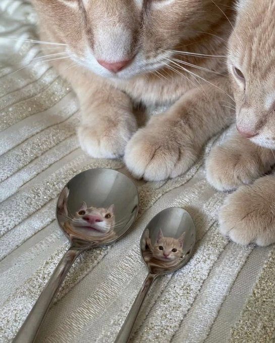 Cool Cat Society tweet media