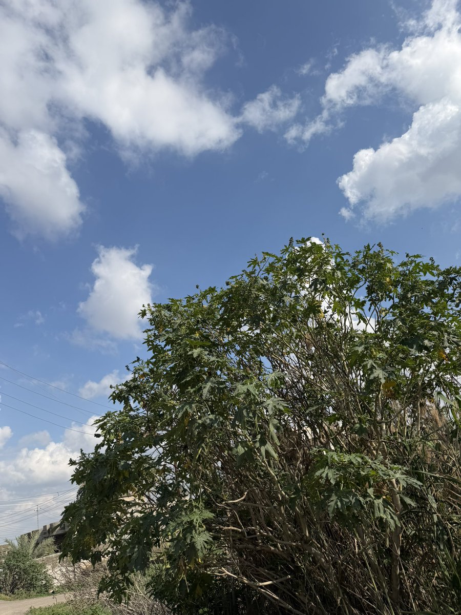 schizophrenia tweet media