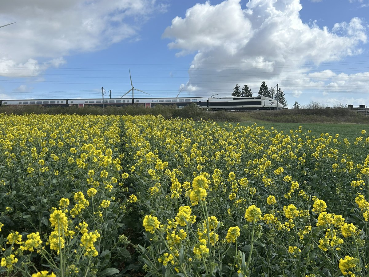 BONNIN1402's tweet photo. Trio coloré entre ciel et cultures (blé améliorant et colza) au passage Inouï d’un Nantes puis d’un St Malo.
J’hésite pour la destination @Doudou_TrainDoc
12°C et tjrs un vent à sécher du linge 🧺
#pk81 https://t.co/jXPOEbgHd5